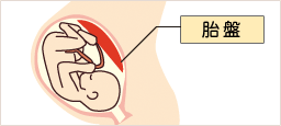 Placenta(プラセンタ)とは、「胎盤」のこと